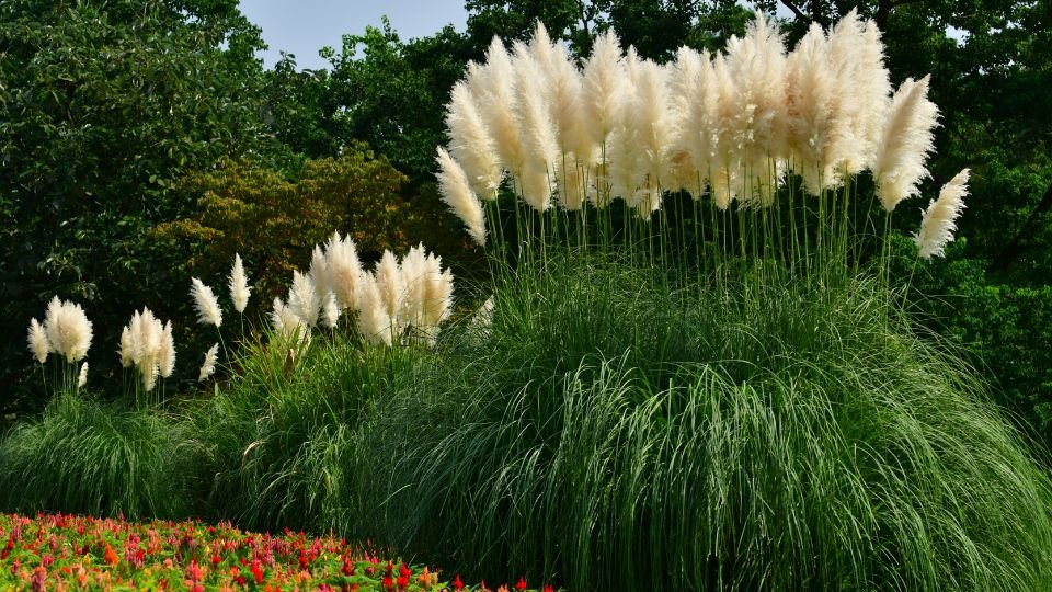 Pampafű csoport zöld háttér előtt, fehér virágokkal és színes növényekkel.