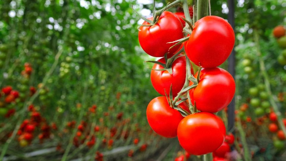 Friss, érett paradicsomok csüngenek zöld növények között a kertben.