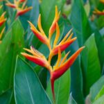 rakollovirag Heliconia 1