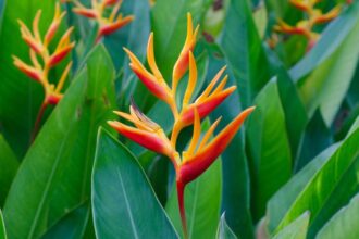 rakollovirag Heliconia 1