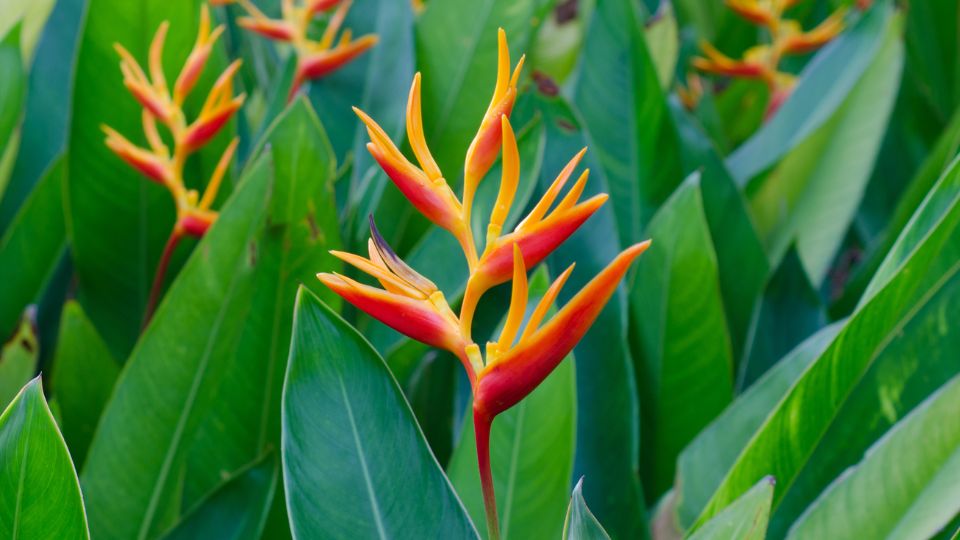 rakollovirag Heliconia 1