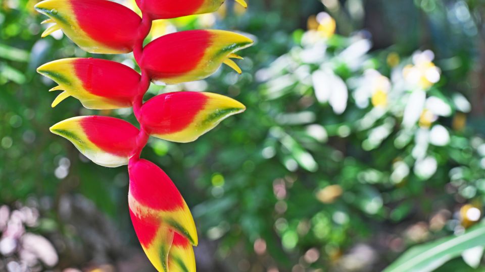 rakollovirag Heliconia 2