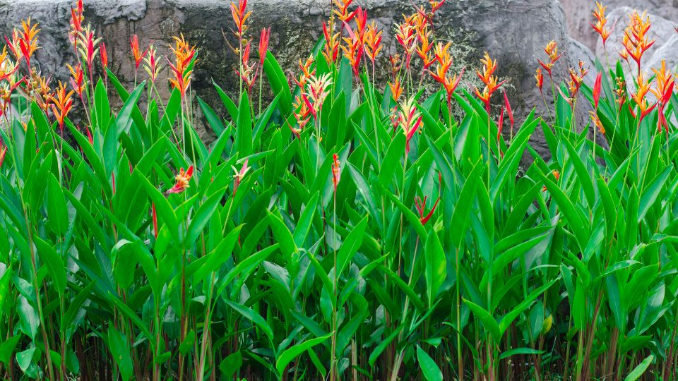 rakollovirag Heliconia 3