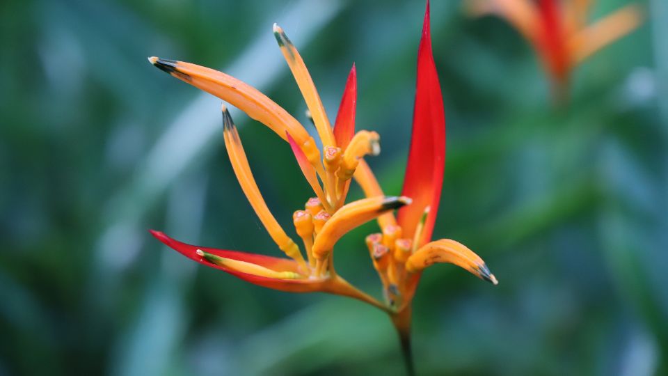 rakollovirag Heliconia 4