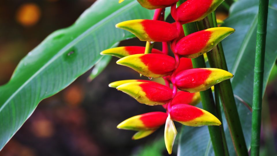 rakollovirag Heliconia