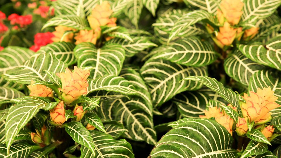 rancos sarkanyfuzer Aphelandra squarrosa 1