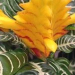 A ráncos sárkányfüzér (Aphelandra squarrosa) élénk sárga virágai zöld levelek között.