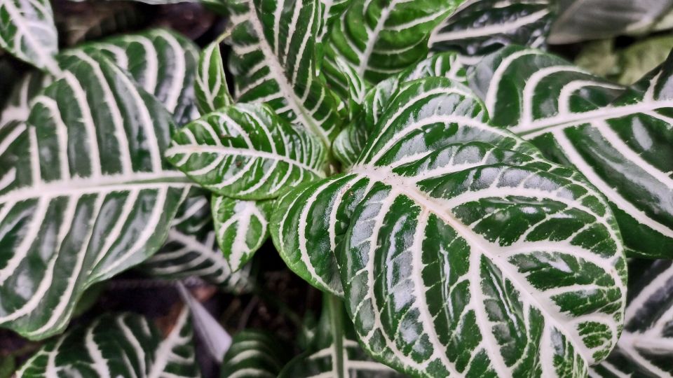 rancos sarkanyfuzer Aphelandra squarrosa 2