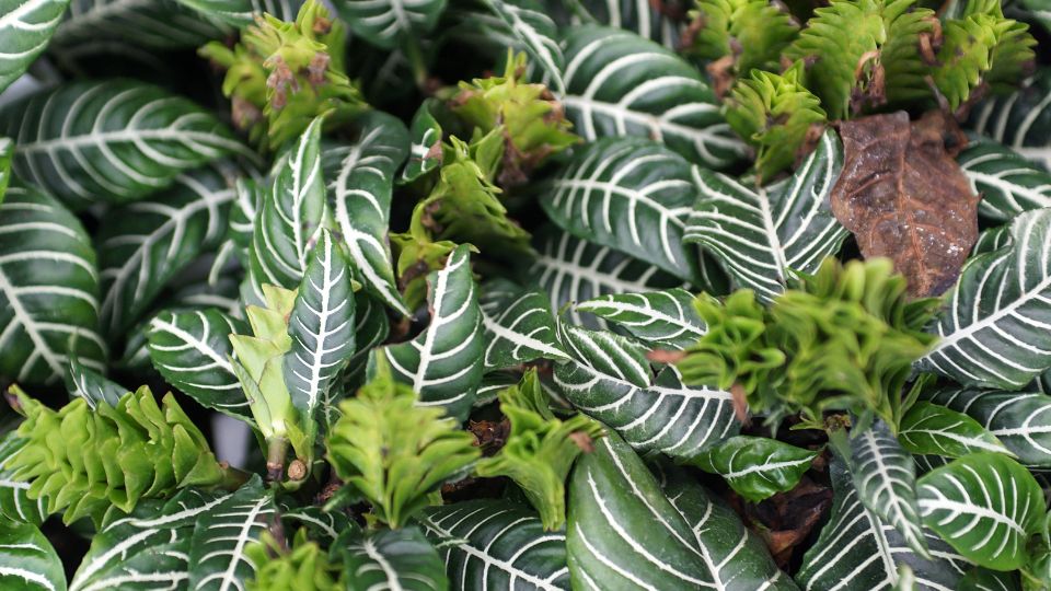 rancos sarkanyfuzer Aphelandra squarrosa 3