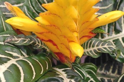 rancos sarkanyfuzer Aphelandra squarrosa