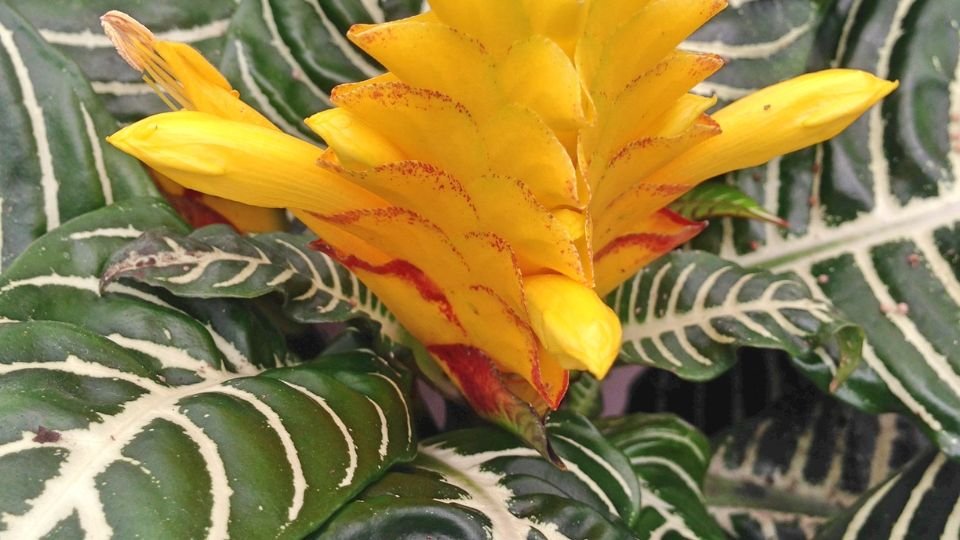 A ráncos sárkányfüzér (Aphelandra squarrosa) élénk sárga virágai zöld levelek között.