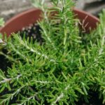 rozmaring Salvia rosmarinus 1