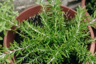 rozmaring Salvia rosmarinus 1
