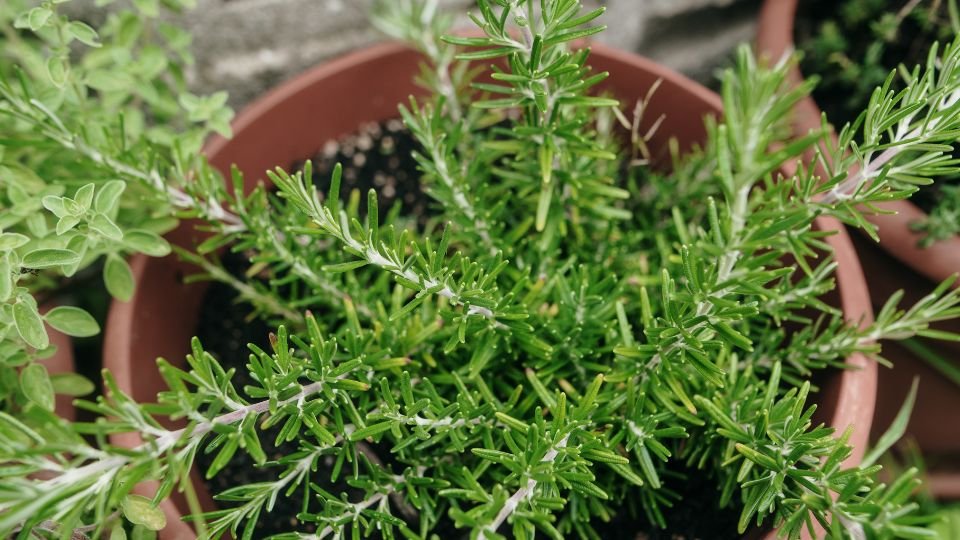 Friss rozmaring növény virágcserépben, zöld levelek, barátságos kertkép.