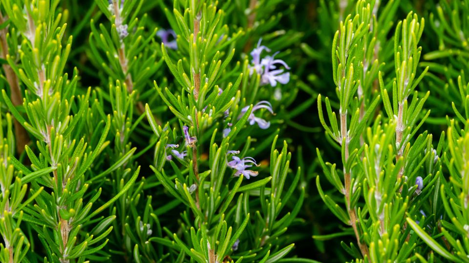 rozmaring Salvia rosmarinus 3