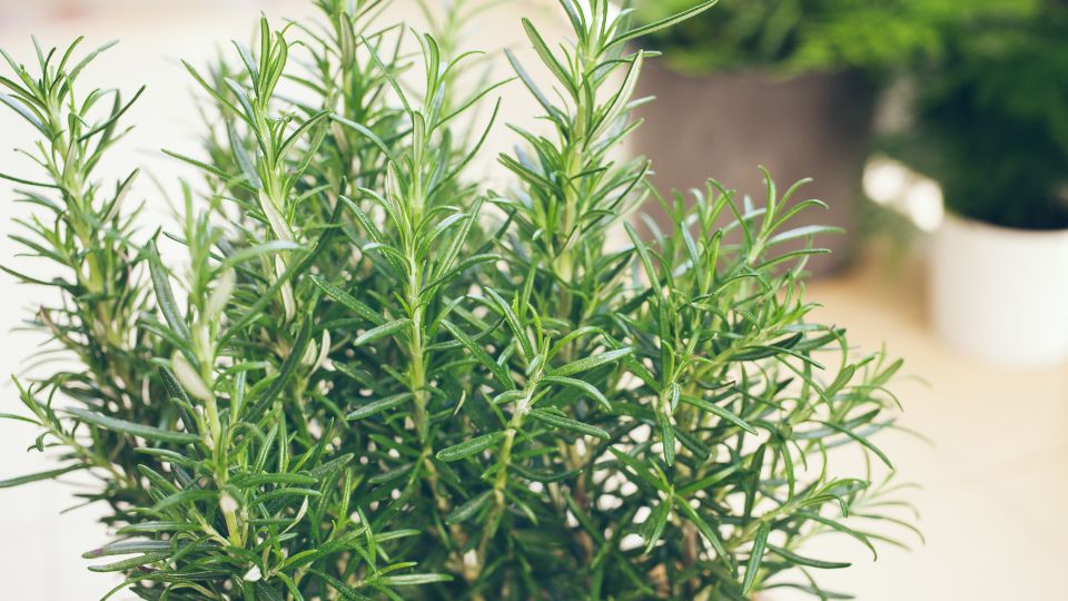 rozmaring Salvia rosmarinus 4