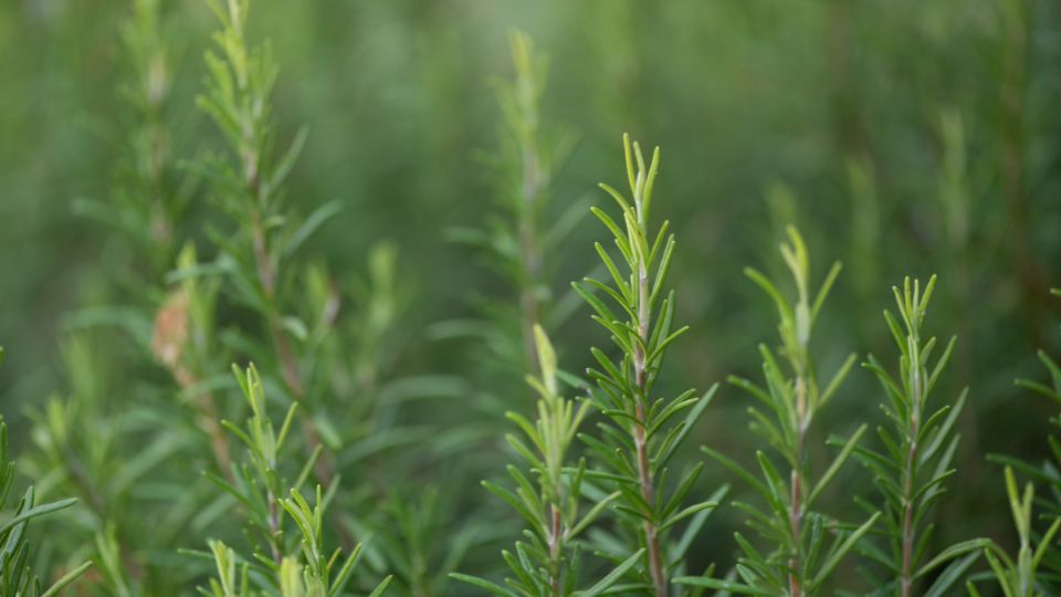 rozmaring Salvia rosmarinus