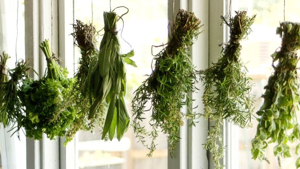 Szárított gyógynövények lógva egy ablak mellett, friss zöldek.