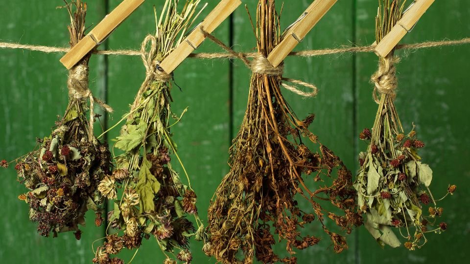 Szárított gyógynövények lógatva egy zöld háttér előtt.