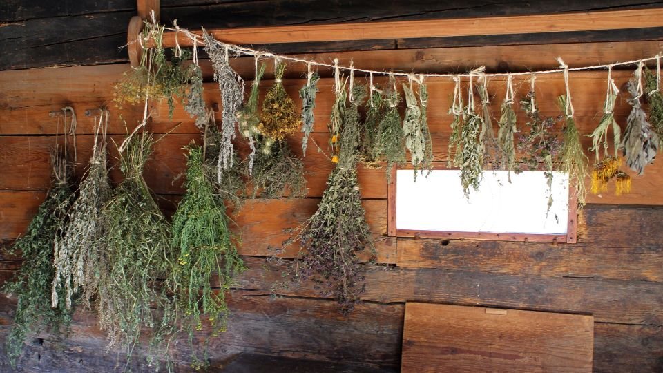 Szárított gyógynövények lógnak egy fából készült fal előtt.