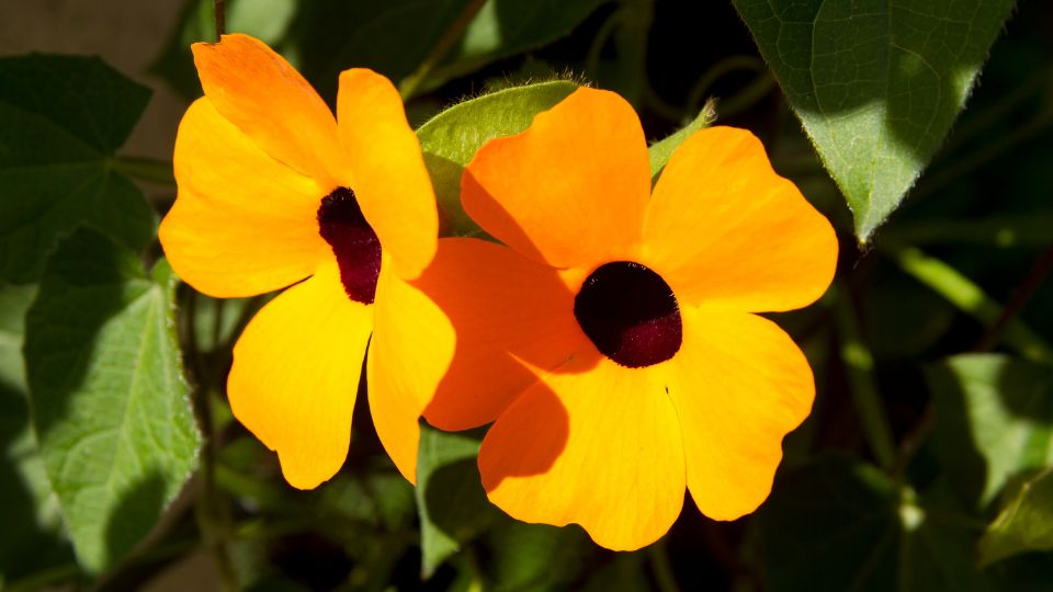 szarnyas feketeszem Thunbergia alata 1
