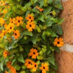 szarnyas feketeszem Thunbergia alata