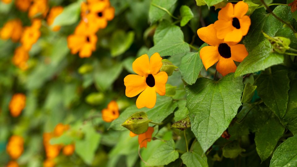 szarnyas feketeszem Thunbergia alata 2