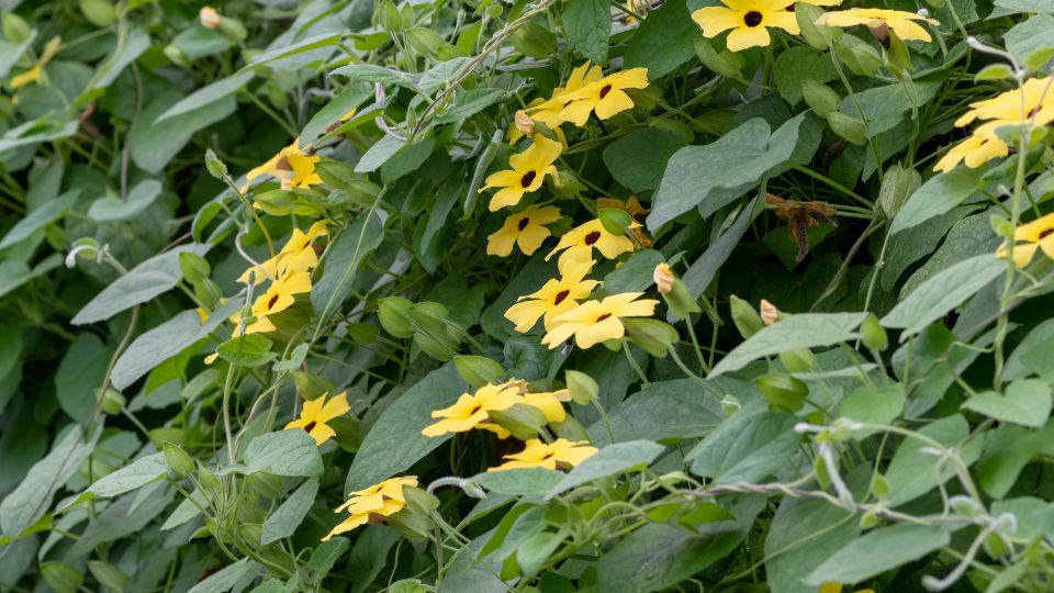 szarnyas feketeszem Thunbergia alata 3