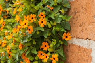 szarnyas feketeszem Thunbergia alata