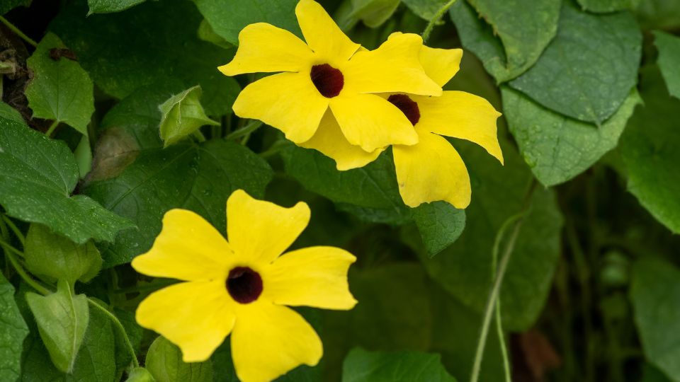 szarnyas feketeszem Thunbergia alata 4