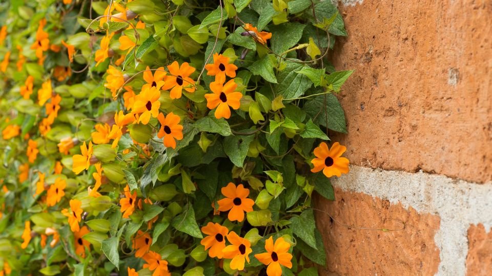 Feketeszem virágok narancssárga szirmaikkal, zöld levelekkel egy téglafal mellett.