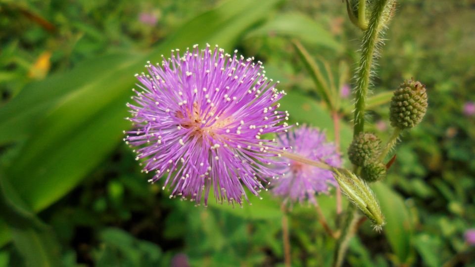 Színes, lila virág a szemérmes mimóza növényen, zöld háttérrel.