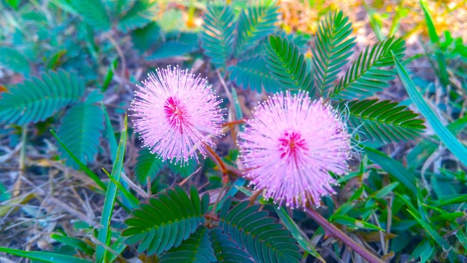 Két szemérmes mimóza virág, rózsaszínű, pelyhes gömbökkel, zöld levelek között.