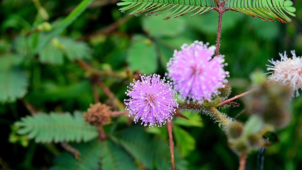 Két szép, lila virág a szemérmes mimóza növényen, zöld levelek között.
