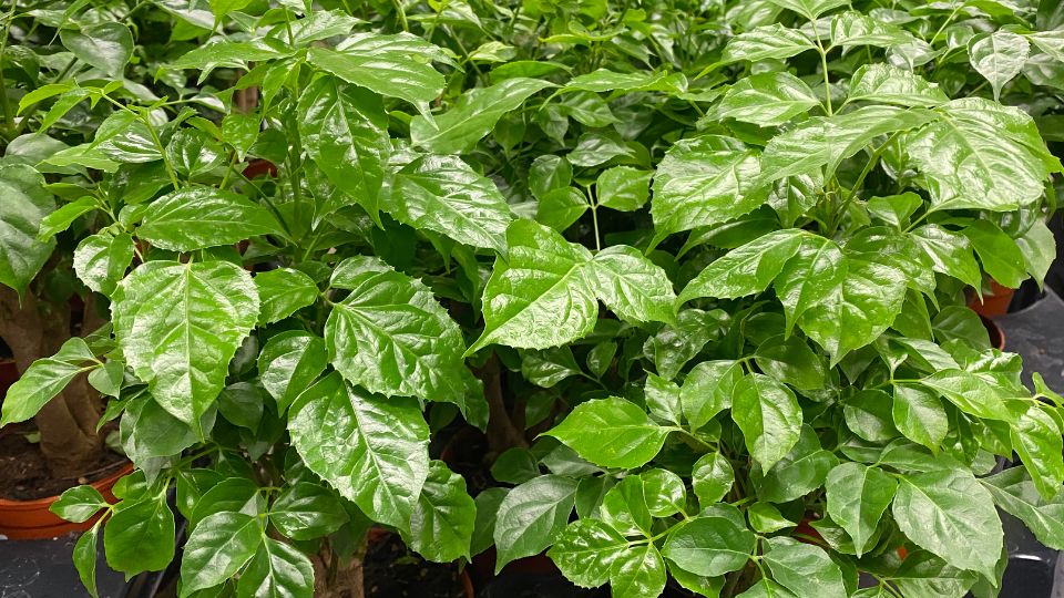 szobakoris Radermachera sinica 1