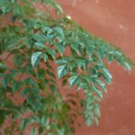 szobakoris Radermachera sinica