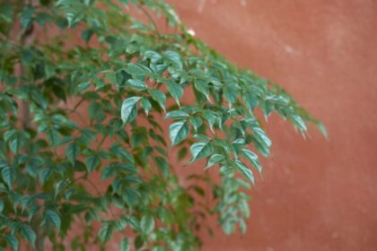 szobakoris Radermachera sinica