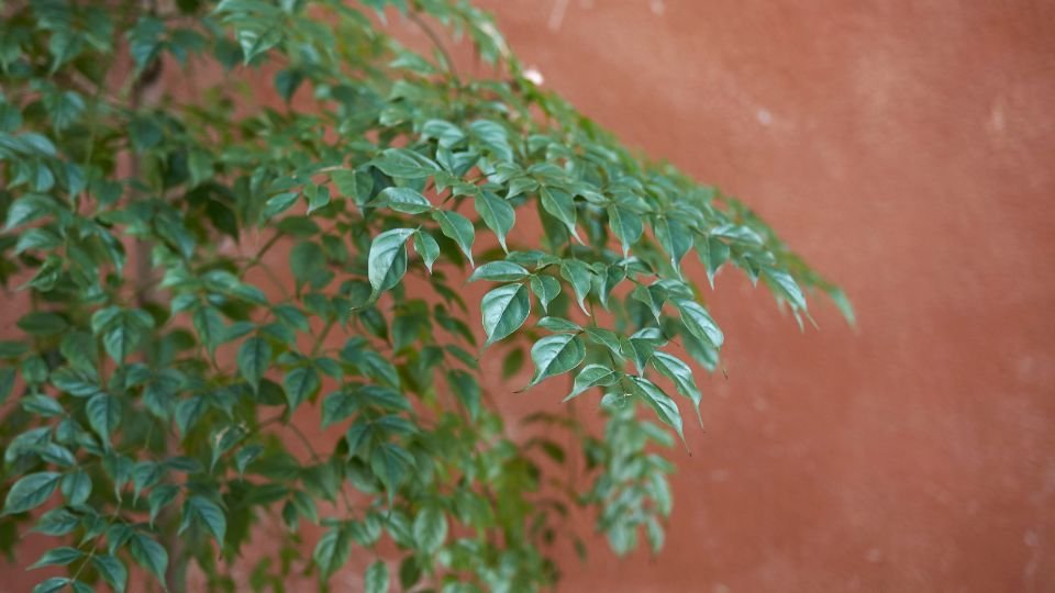 Zöld levelek egy szobakőris növényen, barna fal előtt.