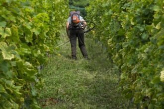 Egy munkás permetezőgéppel dolgozik a szőlőültetvényen.