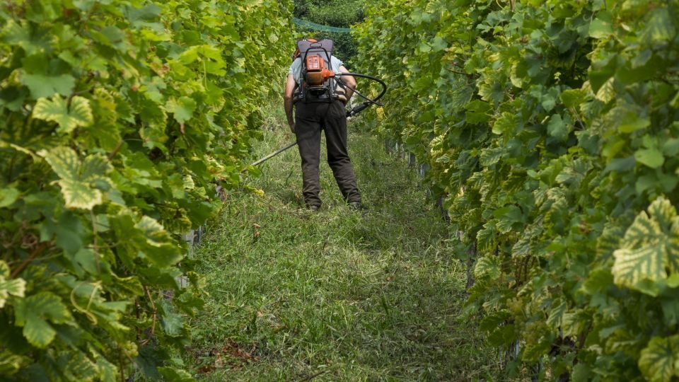 Egy munkás permetezőgéppel dolgozik a szőlőültetvényen.