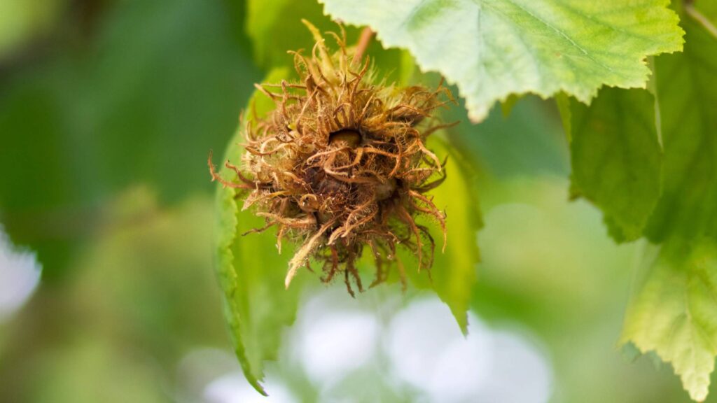 torok mogyoro Corylus colurna 1