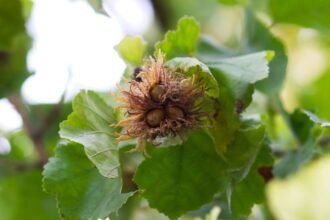 Török mogyoró levelei és termése, zöld háttér előtt.