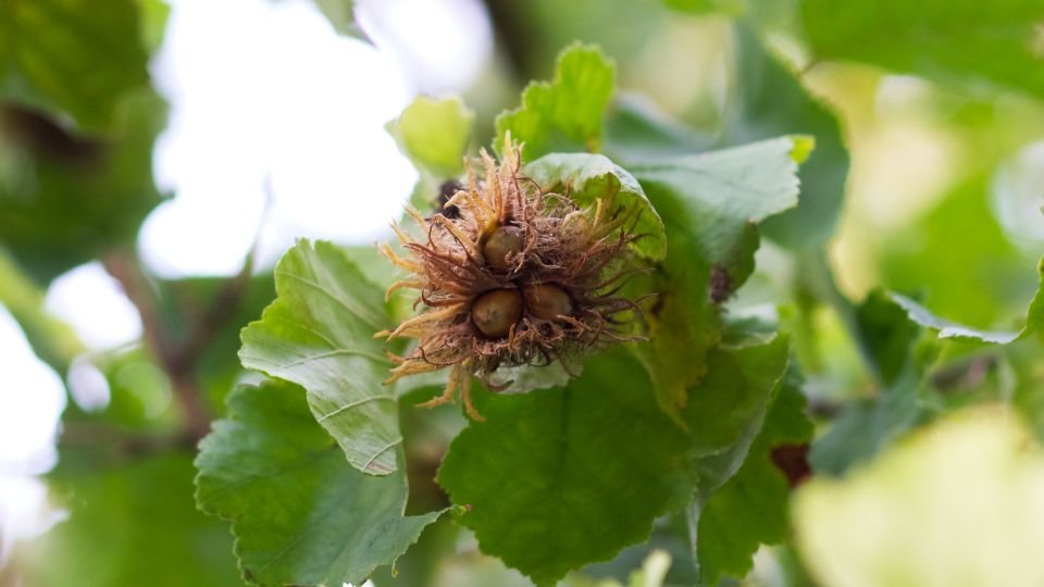 Török mogyoró levelei és termése, zöld háttér előtt.