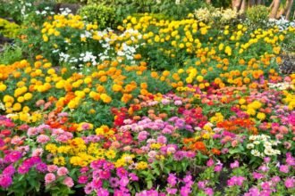 Színes virágágyás, amelyben narancs, sárga, rózsaszín és fehér virágok pompáznak a napfényben.