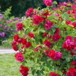 Virágzó rózsabokor, élénk színű virágokkal, zöld levelekkel.