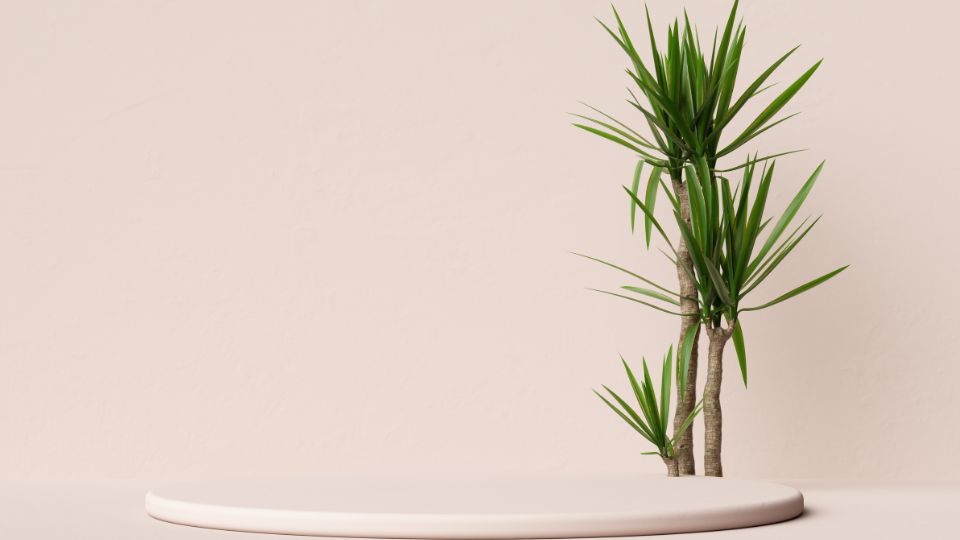 yucca