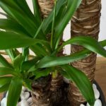 yucca 1