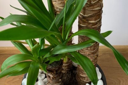 yucca 1