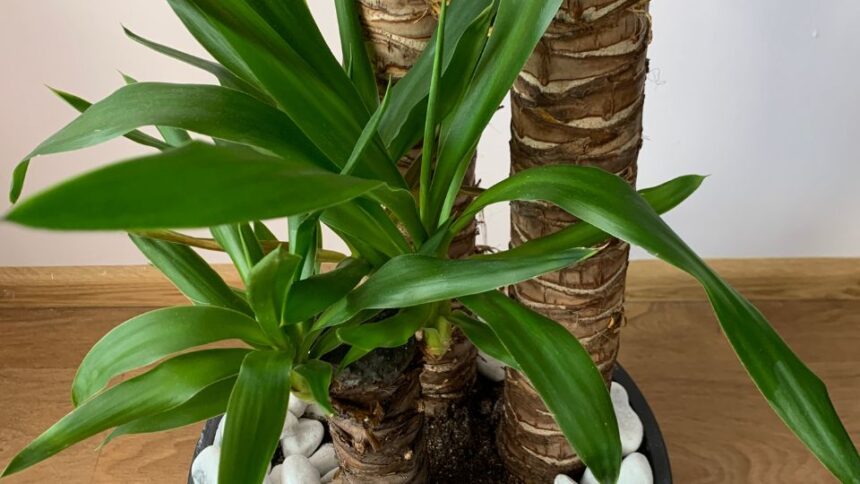 yucca 1