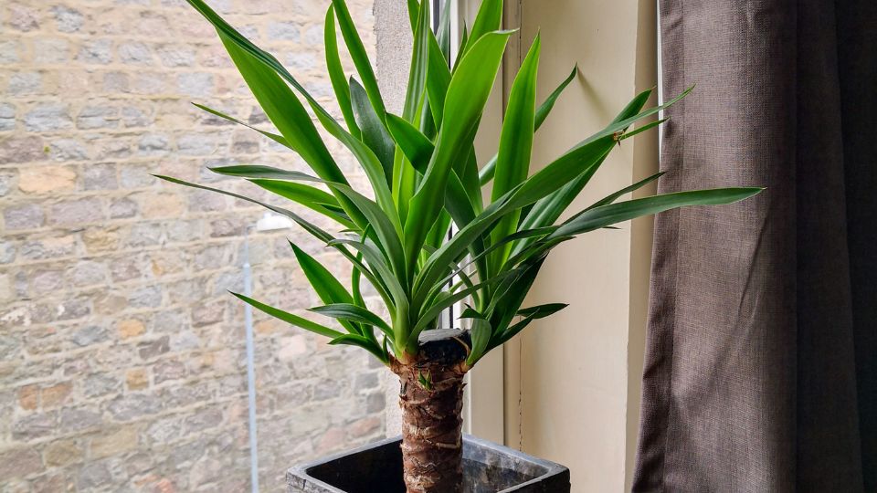 yucca 2
